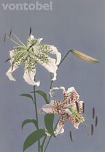 Lilium speciosum