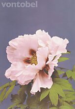 Paeonia arborea